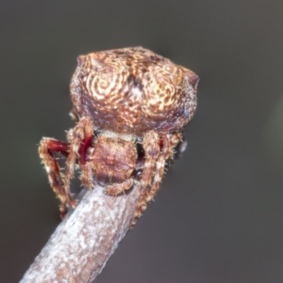 Cymbacha sp (genus) at Bruce Ridge to Gossan Hill - 10 Nov 2021 by AlisonMilton