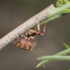 Araneidae (family) at Bruce, ACT - 11 Nov 2021 09:47 AM