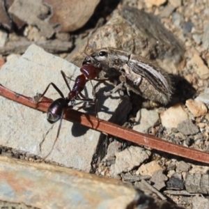 Naupactus leucoloma at Aranda, ACT - 13 Mar 2021