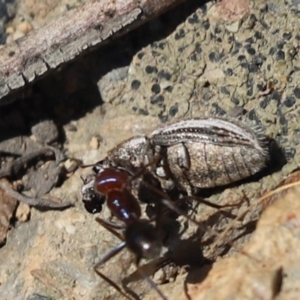 Naupactus leucoloma at Aranda, ACT - 13 Mar 2021