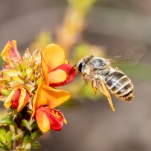 Trichocolletes sp. (genus) at Bruce, ACT - 11 Nov 2021