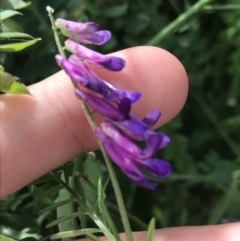 Vicia villosa (Russian Vetch) at Lyneham, ACT - 11 Nov 2021 by Tapirlord