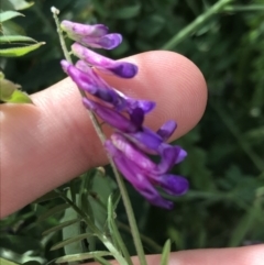 Vicia villosa (Russian Vetch) at Lyneham, ACT - 10 Nov 2021 by Tapirlord