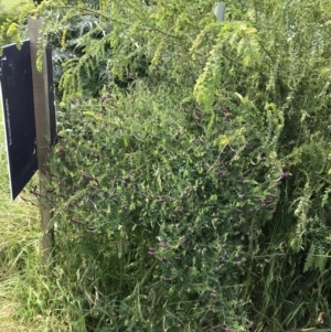 Vicia villosa at Lyneham, ACT - 11 Nov 2021