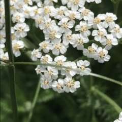 Achillea millefolium (Yarrow) at Lyneham, ACT - 10 Nov 2021 by Tapirlord