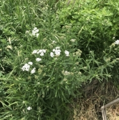 Achillea millefolium at Lyneham, ACT - 11 Nov 2021