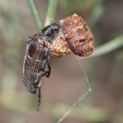 Homotrysis cisteloides (Darkling beetle) at Bruce, ACT - 11 Nov 2021 by AlisonMilton