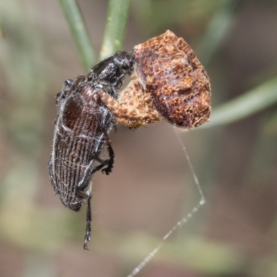 Homotrysis cisteloides (Darkling beetle) at Bruce, ACT - 10 Nov 2021 by AlisonMilton
