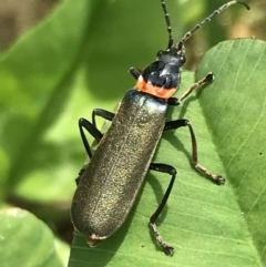 Chauliognathus lugubris (Plague Soldier Beetle) at Lyneham, ACT - 11 Nov 2021 by Tapirlord