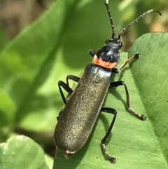 Chauliognathus lugubris at Lyneham, ACT - 11 Nov 2021