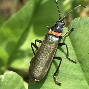 Chauliognathus lugubris at Lyneham, ACT - 11 Nov 2021