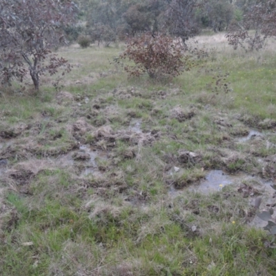 Sus scrofa (Wild Boar, Feral Pig) at Rob Roy Range - 11 Oct 2021 by MichaelBedingfield
