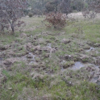 Sus scrofa (Pig (feral)) at Rob Roy Range - 11 Oct 2021 by MichaelBedingfield