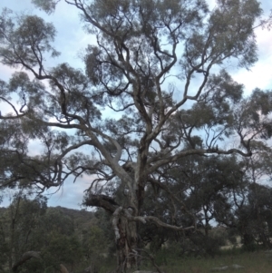 Eucalyptus bridgesiana at Conder, ACT - 11 Oct 2021