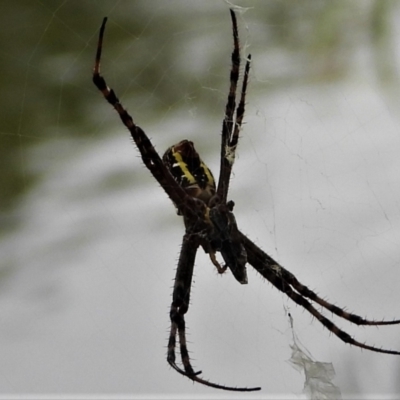 Unidentified Spider (Araneae) at Cranbrook, QLD - 18 Apr 2021 by TerryS