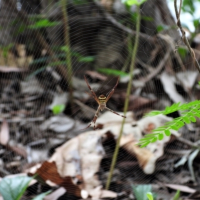 Unidentified Spider (Araneae) at Cranbrook, QLD - 12 Sep 2021 by TerryS