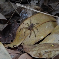 Heteropoda jugulans (Brown Huntsman Spider) at Cranbrook, QLD - 30 Oct 2019 by TerryS