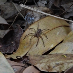 Heteropoda jugulans at Cranbrook, QLD - 29 Oct 2019 by TerryS