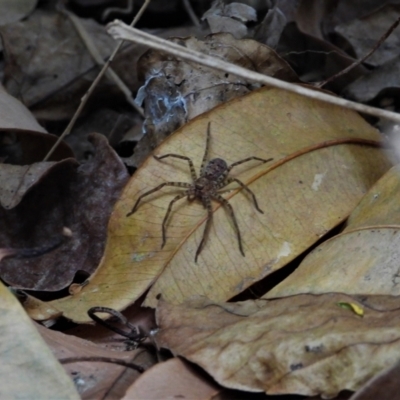 Heteropoda jugulans at Cranbrook, QLD - 29 Oct 2019 by TerryS