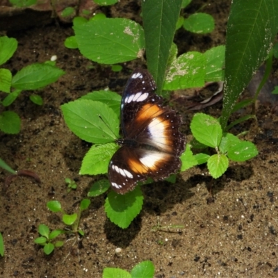 Hypolimnas bolina (Varied Eggfly) at Cranbrook, QLD - 25 Feb 2020 by TerryS