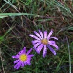 Calotis scabiosifolia var. integrifolia (Rough Burr-daisy) at Lower Boro, NSW - 11 Nov 2021 by mcleana