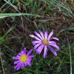 Calotis scabiosifolia var. integrifolia at Lower Boro, NSW - 12 Nov 2021