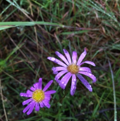 Calotis scabiosifolia var. integrifolia (Rough Burr-daisy) at Lower Boro, NSW - 11 Nov 2021 by mcleana