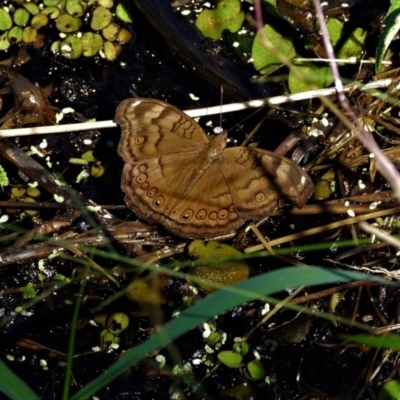 Junonia hedonia (Chocolate Argus) at Cranbrook, QLD - 8 Aug 2021 by TerryS