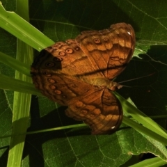 Junonia hedonia (Chocolate Argus) at Cranbrook, QLD - 10 Jul 2021 by TerryS