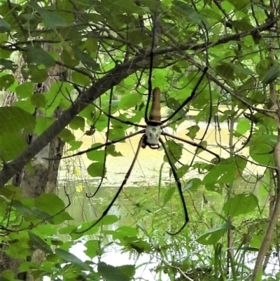 Nephila pilipes at Cranbrook, QLD - 18 Apr 2021 by TerryS