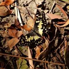 Papilio demoleus (Chequered Swallowtail) at Cranbrook, QLD - 14 Sep 2019 by TerryS