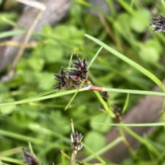 Schoenus apogon (Common Bog Sedge) at Paddys River, ACT - 11 Nov 2021 by JaneR