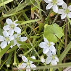 Montia australasica (White Purslane) at Paddys River, ACT - 11 Nov 2021 by JaneR