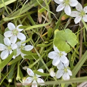 Montia australasica at Paddys River, ACT - 11 Nov 2021