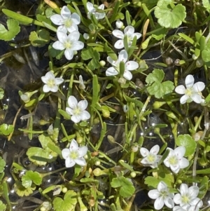 Montia australasica at Paddys River, ACT - 11 Nov 2021