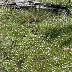 Montia australasica at Paddys River, ACT - 11 Nov 2021