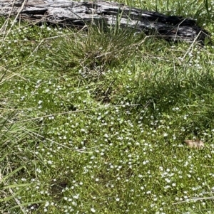 Montia australasica at Paddys River, ACT - 11 Nov 2021