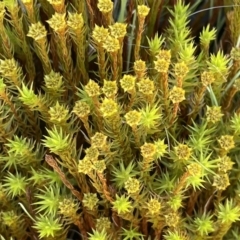 Polytrichaceae sp. (family) (A moss) at Gibraltar Pines - 11 Nov 2021 by JaneR