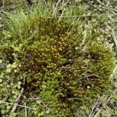 Polytrichaceae sp. (family) at Paddys River, ACT - 11 Nov 2021