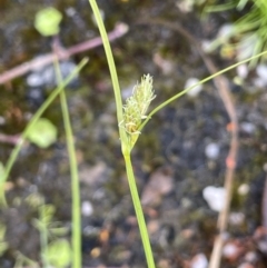 Carex inversa (Knob Sedge) at Paddys River, ACT - 11 Nov 2021 by JaneR