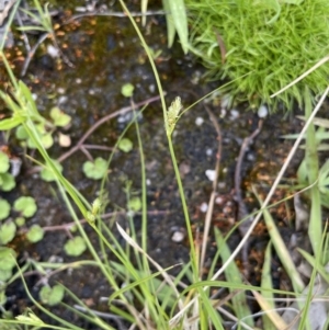 Carex inversa at Paddys River, ACT - 11 Nov 2021 12:26 PM