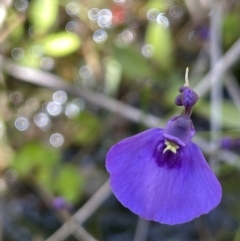 Utricularia dichotoma (Fairy Aprons, Purple Bladderwort) at Paddys River, ACT - 11 Nov 2021 by JaneR