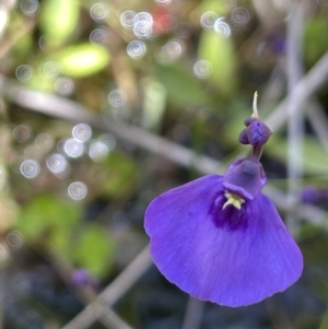 Utricularia dichotoma at Paddys River, ACT - 11 Nov 2021