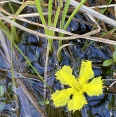 Nymphoides sp. (A Marshwort) at Paddys River, ACT - 11 Nov 2021 by JaneR