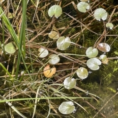 Nymphoides sp. at Paddys River, ACT - 11 Nov 2021