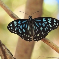 Tirumala hamata (Blue Tiger) at Cranbrook, QLD - 8 Aug 2021 by TerryS