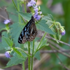 Tirumala hamata (Blue Tiger) at Cranbrook, QLD - 19 May 2019 by TerryS