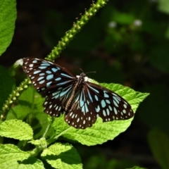 Tirumala hamata (Blue Tiger) at Cranbrook, QLD - 7 Nov 2019 by TerryS