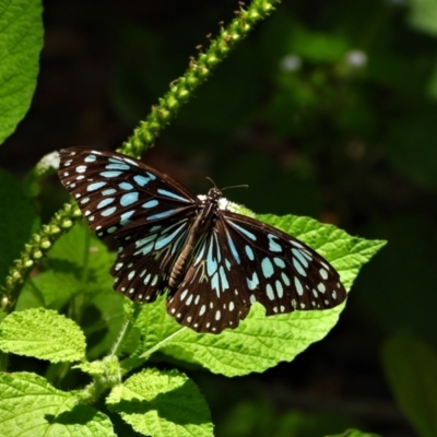 Tirumala hamata (Blue Tiger) at Cranbrook, QLD - 7 Nov 2019 by TerryS