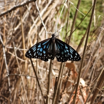 Tirumala hamata (Blue Tiger) at Cranbrook, QLD - 8 Jun 2019 by TerryS